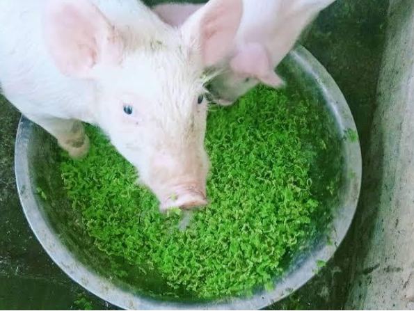 Azolla A Sustainable and Cost Effective Protein Source for Pig Feed.PNG